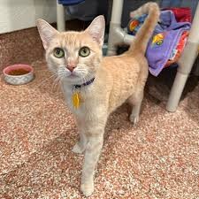 A ginger cat standing indoors