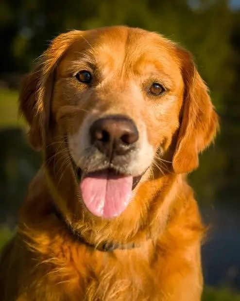 Gilbert Jones’s golden retriever