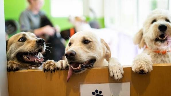 Three happy dogs looking over a low wall