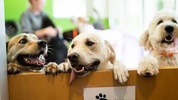 Three dogs sitting together